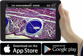 Camara para Microscopio ICC50 W