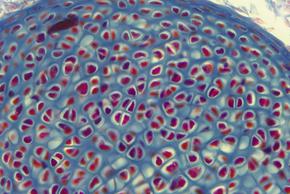 Camara para Microscopio ICC50 W